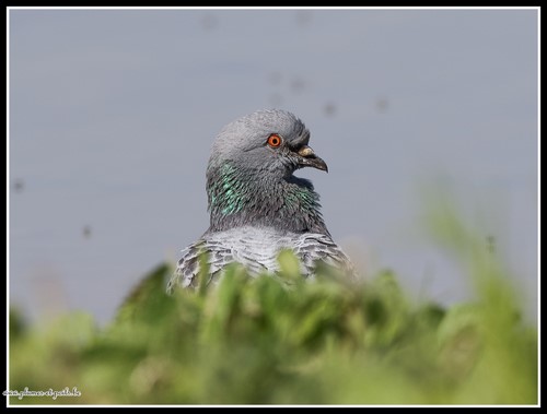 Pigeon biset